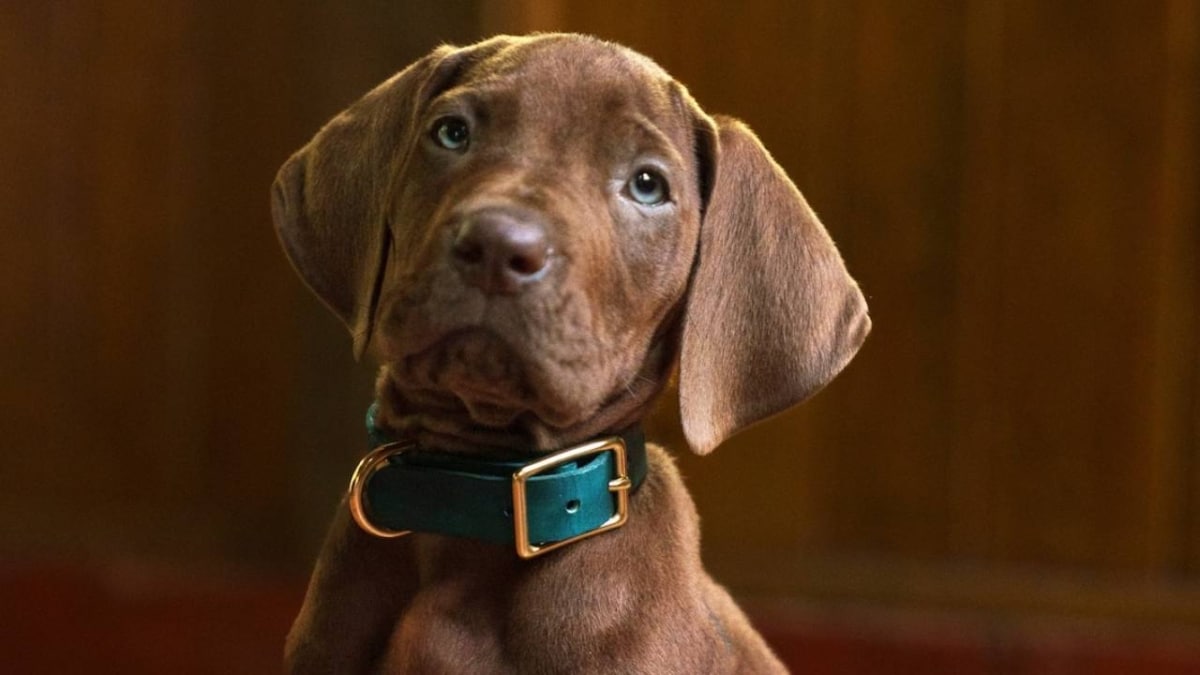 Scooby Doo será un perro de verdad en Scooby Doo_ Origins