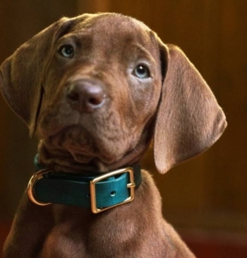 Scooby Doo será un perro de verdad en Scooby Doo_ Origins