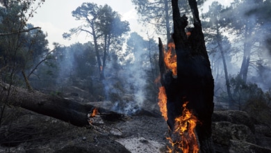 Cuatro días de infierno y cenizas sin control: "No ha quedado nada"