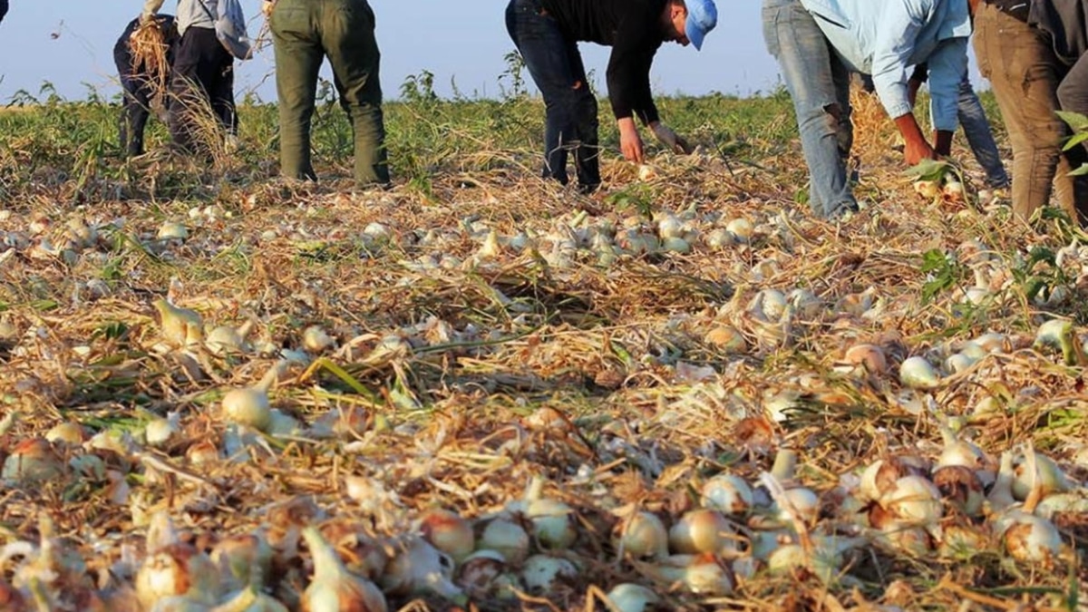 La Junta de Castilla y León amplía a nuevas comarcas la flexibilización de las zonas de no cosechado del ecorrégimen de biodiversidad