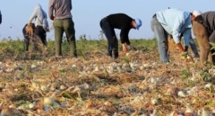 La Junta de Castilla y León amplía a nuevas comarcas la flexibilización de las zonas de no cosechado del ecorrégimen de biodiversidad