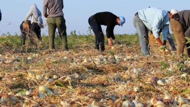 La Junta de Castilla y León amplía a nuevas comarcas la flexibilización de las zonas de no cosechado del ecorrégimen de biodiversidad