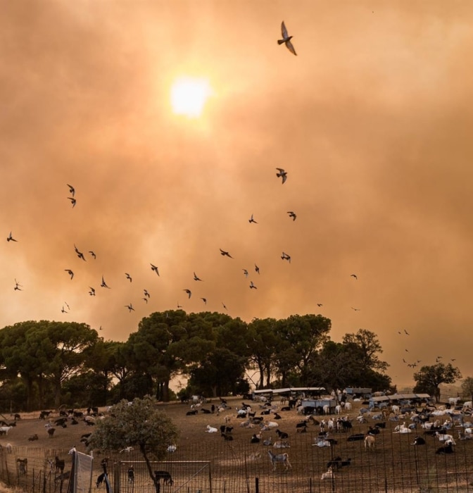 El incendio de Avila confluye con el de Madrid y alcanza los [...]