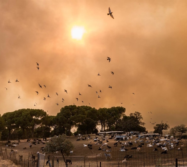 El incendio de Avila confluye con el de Madrid y alcanza los 160 Km de perímetro y 50.000 hectáreas quemadas