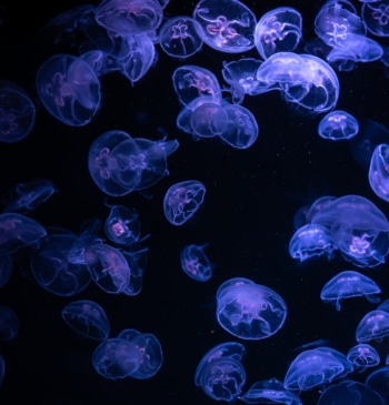 Las playas de España con más medusas este verano: el mapa de [...]