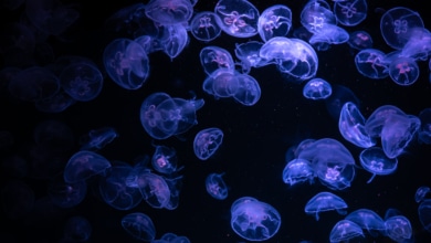 Las playas de España con más medusas este verano: el mapa de los puntos negros en la costa