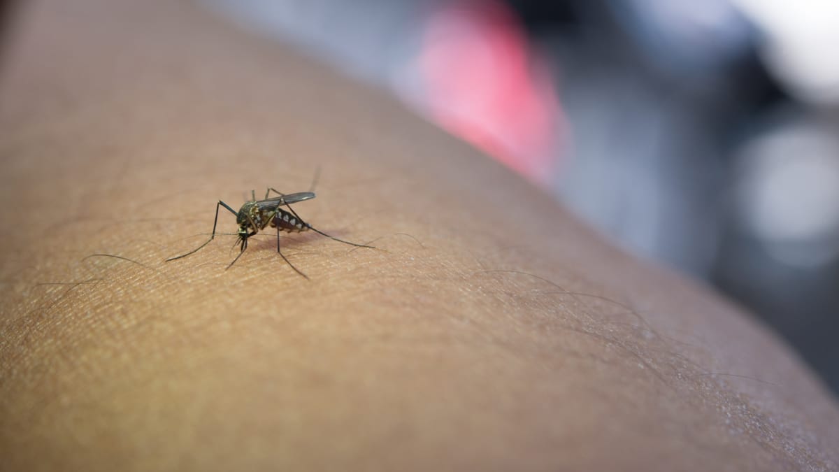 Trucos para calmar las picaduras de los mosquitos