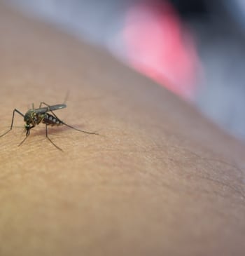 Cómo desinflamar la picadura de mosquito en minutos y cortar el picor [...]
