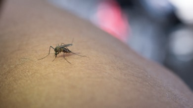 Cómo desinflamar la picadura de mosquito en minutos y cortar el picor de golpe