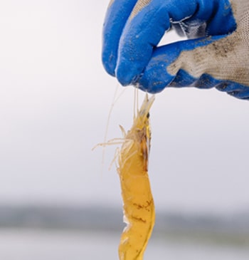 El lado oscuro del langostino barato en España: vertidos, emisiones y desastre [...]