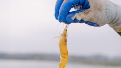 El lado oscuro del langostino barato en España: vertidos, emisiones y desastre ambiental en la costa de Ecuador