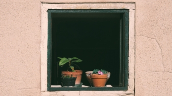 Así debes cuidar las plantas en verano para que no se quemen