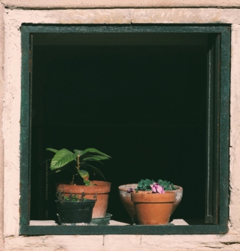 Así debes cuidar las plantas en verano para que no se quemen