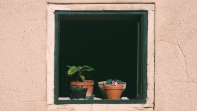 Así debes cuidar las plantas en verano: consejos para proteger el jardín del calor extremo