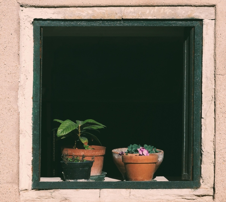 Así debes cuidar las plantas en verano: consejos para proteger el jardín del calor extremo
