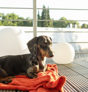 ¿Te pueden multar por tener un perro o gato en la terraza? [...]