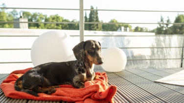 ¿Te pueden multar por tener un perro o gato en la terraza? Esto es lo que dice la Ley de Bienestar Animal