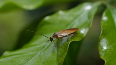 Ni insecticidas ni trampas: la planta que ayuda a repeler las cucarachas de forma natural