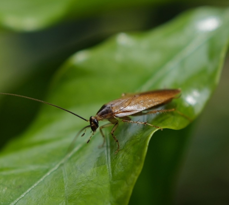 Ni insecticidas ni trampas: la planta que ayuda a repeler las cucarachas de forma natural