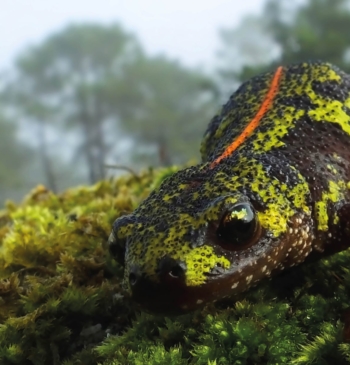 Cuarteles de biodiversidad: así vigilan las Fuerzas Armadas la naturaleza 