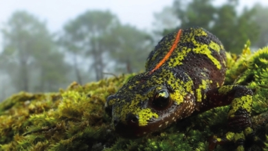 Cuarteles de biodiversidad: así vigilan las Fuerzas Armadas la naturaleza 
