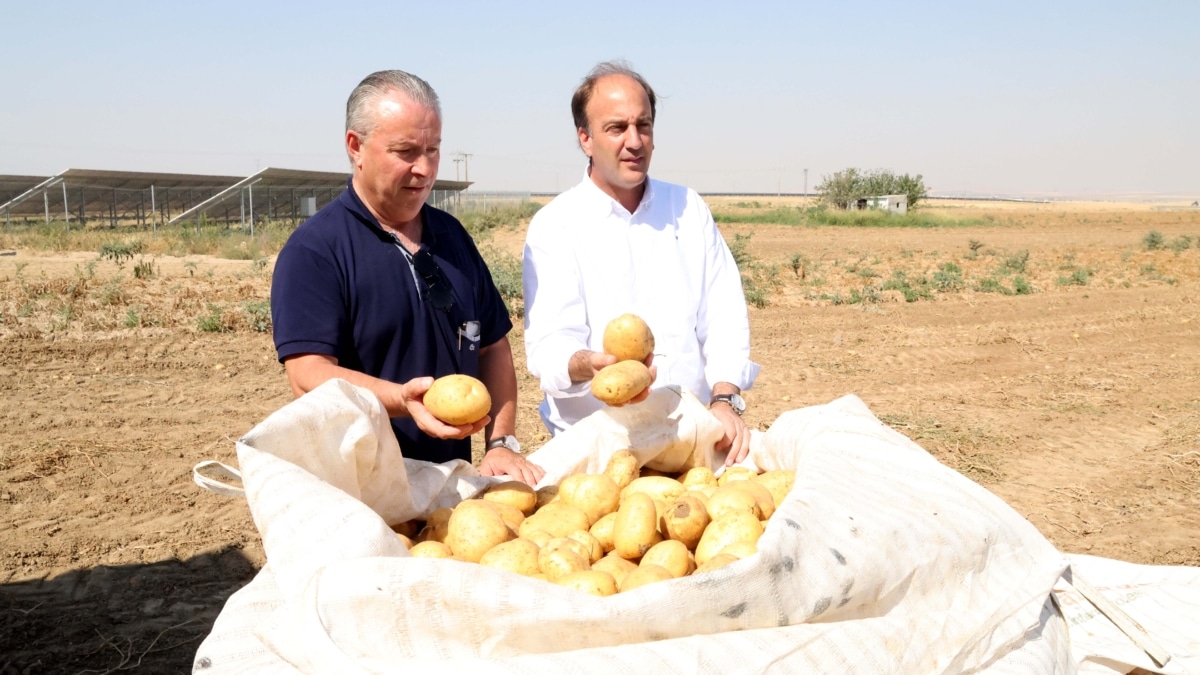 La Consejería de Agricultura presenta el estudio de los costes de producción de la patata en Castilla y León en 2025