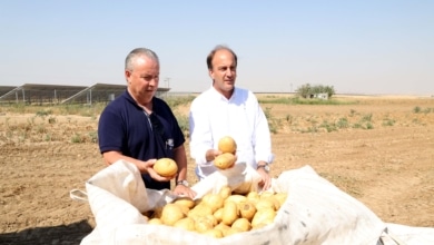 La Consejería de Agricultura presenta el estudio de los costes de producción de la patata en Castilla y León en 2025