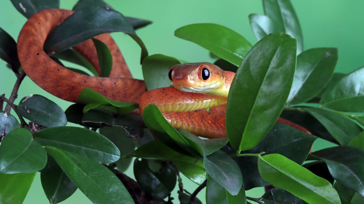 Estos animales acaban abandonados con frecuencia