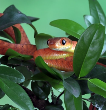 Los animales exóticos preferidos por los españoles y que acaban siendo un [...]