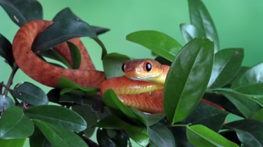 Los animales exóticos preferidos por los españoles y que acaban siendo un problema