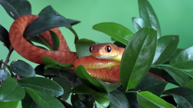Los animales exóticos preferidos por los españoles y que acaban siendo un problema