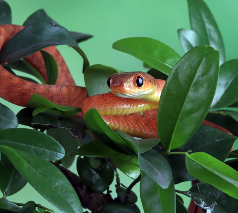 Los animales exóticos preferidos por los españoles y que acaban siendo un problema