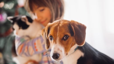 Multas de hasta 50.000€: la severa prohibición que afecta a los dueños de perros y gatos