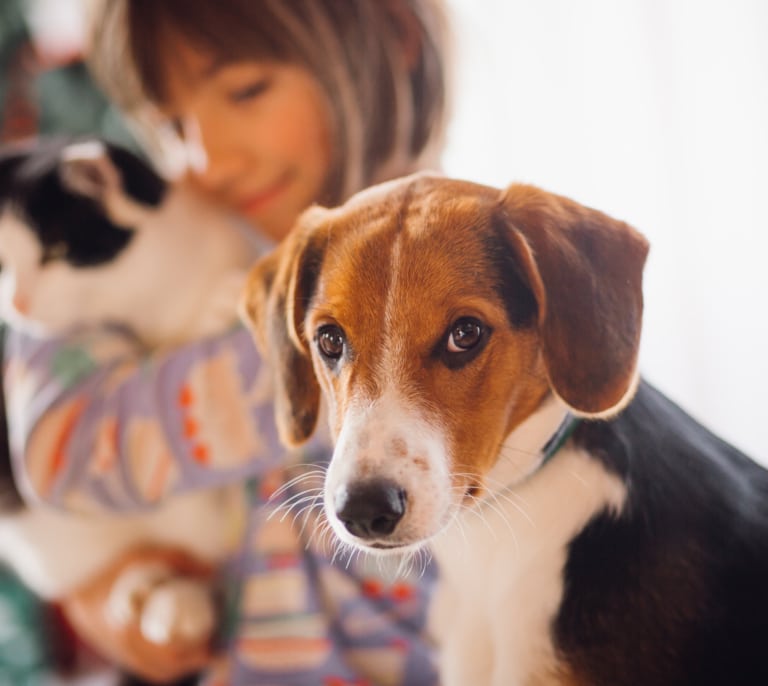 Multas de hasta 50.000€: la severa prohibición que afecta a los dueños de perros y gatos