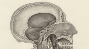 ¿Puede la biología explicar la violencia? 