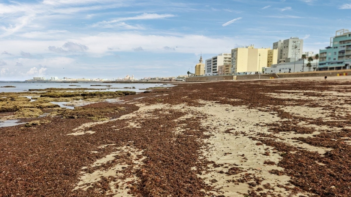 Arribazones de alga asiática en Cádiz.