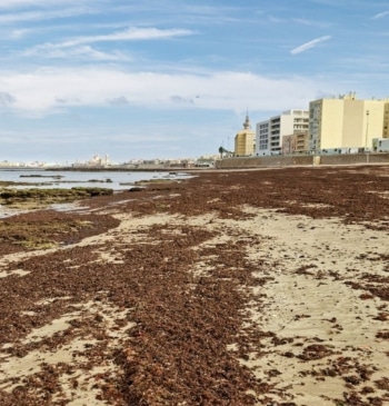 Diez años de la plaga flotante que se clona a sí misma [...]