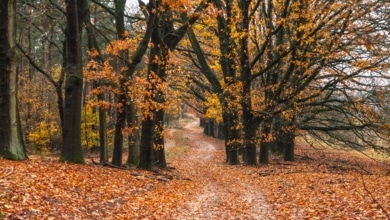 Ni reformas ni un dineral en calefacción: cómo evitar que entre frío por las ventanas este otoño