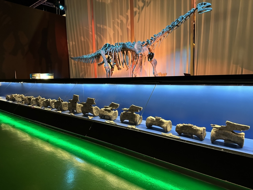 Los huesos de la cola del diplodocus de la investigación.