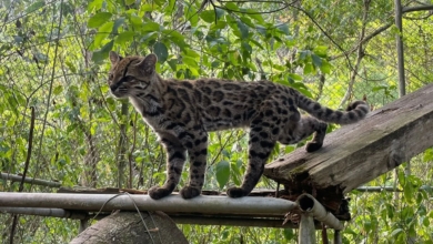 Un gato nuevo: descubierta en Bolivia una especie de felino que reescribe el mapa evolutivo de la estirpe