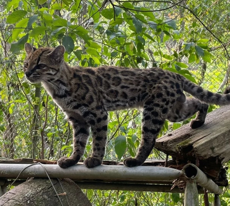 Un gato nuevo: descubierta en Bolivia una especie de felino que reescribe el mapa evolutivo de la estirpe