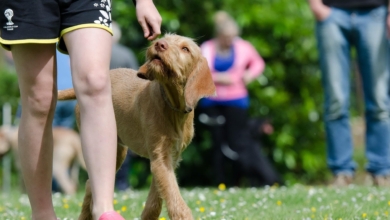 ¿Es obligatorio tener un seguro para perros? Esto es lo que dice la Ley de Bienestar Animal y las multas reales