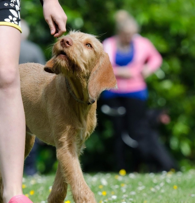 ¿Es obligatorio tener un seguro para perros? Esto es lo que dice [...]