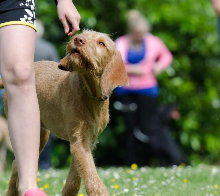¿Es obligatorio tener un seguro para perros? Esto es lo que dice la Ley de Bienestar Animal y las multas reales