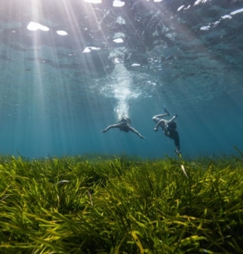 Asociación Vellmarí y la Bluewave Alliance plantan 100.000 haces de posidonia en [...]