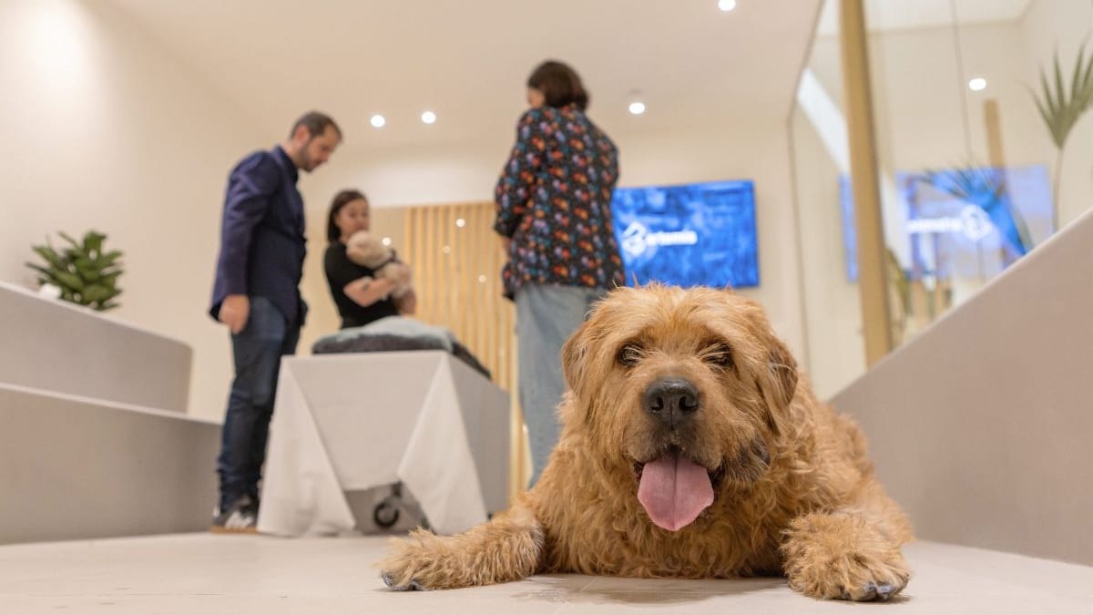 El 25 % de los jóvenes echa en falta espacios para despedirse de sus mascotas