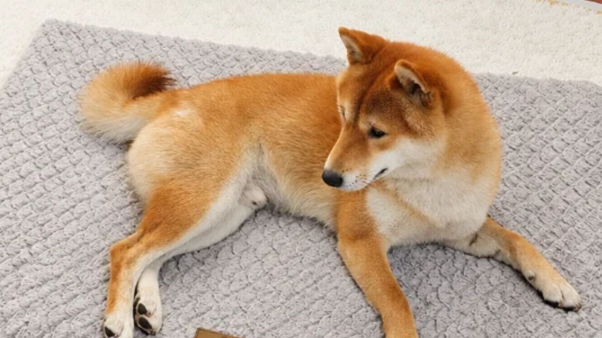 cama para mascotas de AliExpress