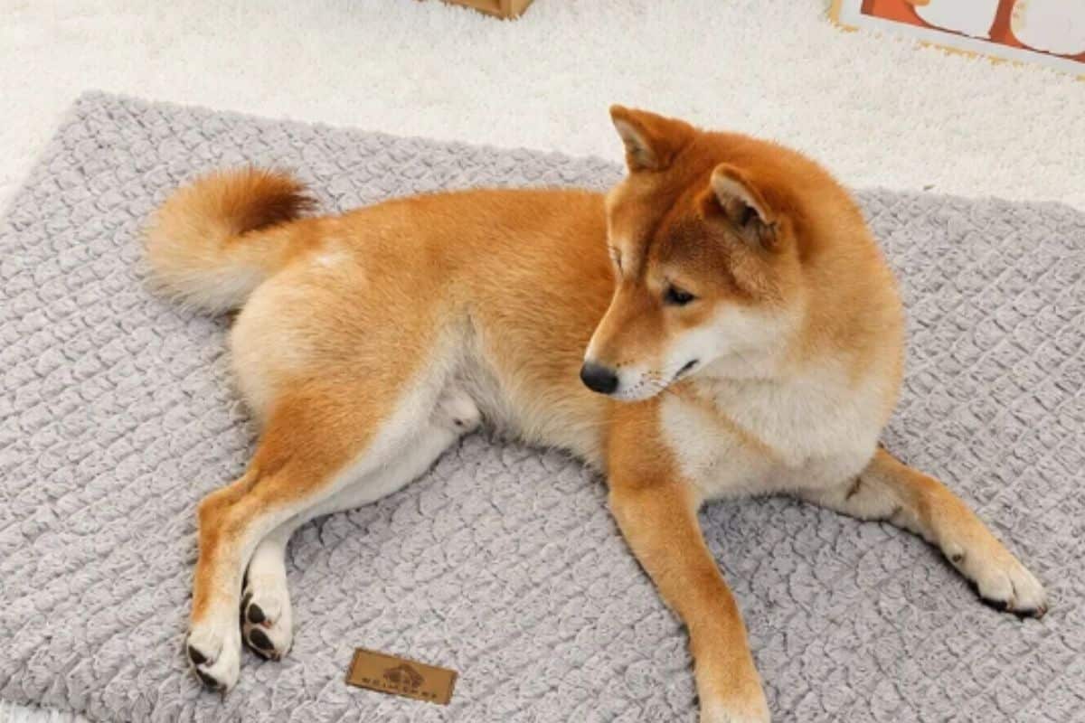 cama para mascotas de AliExpress