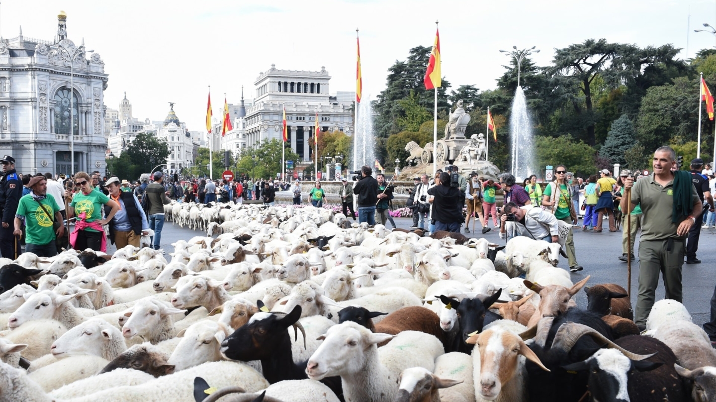 Rebaños de ovejas atraviesan el centro de Madrid durante la última edición de la Fiesta del Pastor y de la Trashumancia, en octubre de 2025