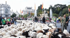 Cuándo y cómo va a ser la Fiesta de la Trashumancia en Madrid y de qué manera afectará la acampada en Sol